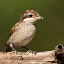 Attēlu rezultāti vaicājumam “Lanius collurio juvenile”