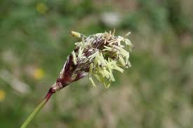 Attēlu rezultāti vaicājumam “Sesleria caerulea bud”