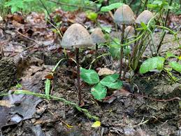 Attēlu rezultāti vaicājumam “Panaeolus papilionaceus”