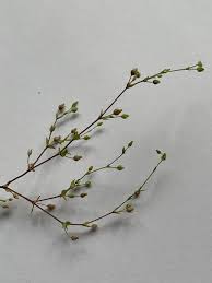 Attēlu rezultāti vaicājumam “Potentilla arenaria bud”