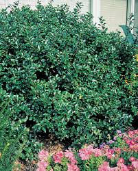 Attēlu rezultāti vaicājumam “Ilex x meserveae”