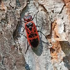 Attēlu rezultāti vaicājumam “Caenolyda reticulata”