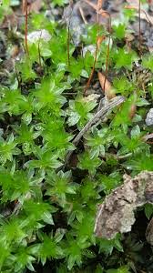 Attēlu rezultāti vaicājumam “Bryales”