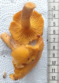 Attēlu rezultāti vaicājumam “Cantharellus cibarius”