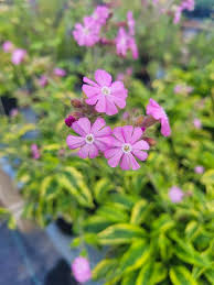 Image result for Silene dioica