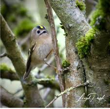 Attēlu rezultāti vaicājumam “Regulus regulus adult”