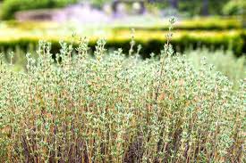 Attēlu rezultāti vaicājumam “Thymus vulgaris leaf”