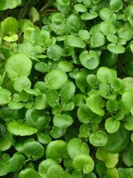 Image result for Brunnenkresse