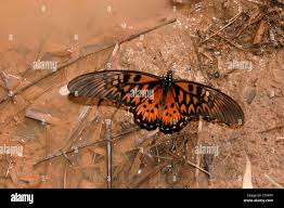 Attēlu rezultāti vaicājumam “Papilionidae”