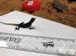 Attēlu rezultāti vaicājumam “Lycogala asperum sessile”