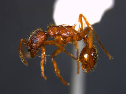 Attēlu rezultāti vaicājumam “Myrmica rubra”