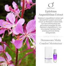 Attēlu rezultāti vaicājumam “Epilobium angustifolium flower”