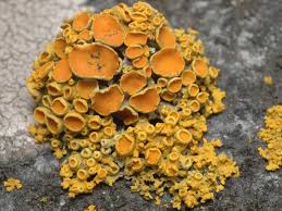 Attēlu rezultāti vaicājumam “Xanthoria polycarpa”