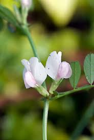 Attēlu rezultāti vaicājumam “Vicia sativa flower”