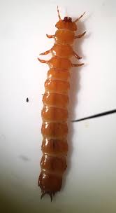 Attēlu rezultāti vaicājumam “Cucujus cinnaberinus larva”