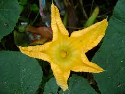 Attēlu rezultāti vaicājumam “Cucurbitaceae”