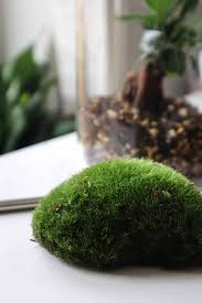 Attēlu rezultāti vaicājumam “Leucobryum glaucum”