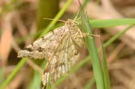 Attēlu rezultāti vaicājumam “Macaria signaria”