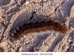 Attēlu rezultāti vaicājumam “Macrothylacia rubi larva”