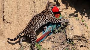 Image result for оцелот