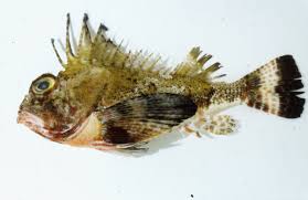 Attēlu rezultāti vaicājumam “Nardia geoscyphus”