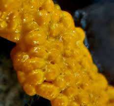 Attēlu rezultāti vaicājumam “Physarum virescens macro”