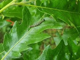 Attēlu rezultāti vaicājumam “Orthosia miniosa imago”