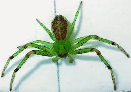 Attēlu rezultāti vaicājumam “Diaea dorsata”