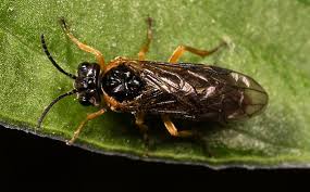 Attēlu rezultāti vaicājumam “Tenthredinidae”