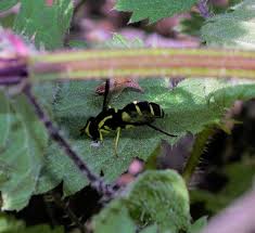 Attēlu rezultāti vaicājumam “Xanthogramma sp.”