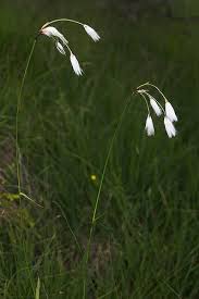 Attēlu rezultāti vaicājumam “Eriophorum latifolium flower”