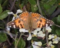Attēlu rezultāti vaicājumam “Vanessa cardui upperside”