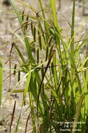 Attēlu rezultāti vaicājumam “Carex pseudocyperus”