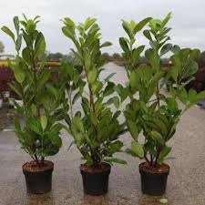 Attēlu rezultāti vaicājumam “Allium scorodoprasum leaf”