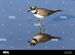 Attēlu rezultāti vaicājumam “Charadrius dubius adult”