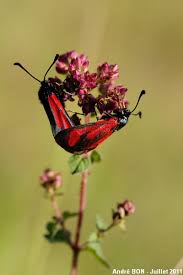 Attēlu rezultāti vaicājumam “Zygaena minos”