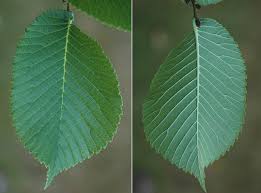 Attēlu rezultāti vaicājumam “Ulmus glabra leaf”