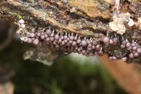 Attēlu rezultāti vaicājumam “Arcyria affinis spores”