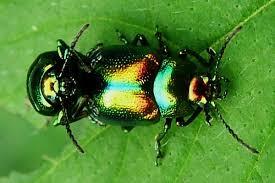 Attēlu rezultāti vaicājumam “Chrysolina fastuosa”