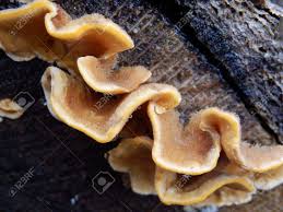 Attēlu rezultāti vaicājumam “Stereum hirsutum”