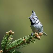 Image result for Phylloscopus orientalis