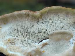 Attēlu rezultāti vaicājumam “Trametes ochracea”