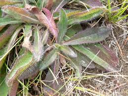 Image result for Hieracium aurantiacum