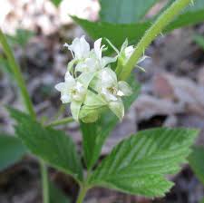 Attēlu rezultāti vaicājumam “Rubus saxatilis flower”