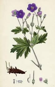 Attēlu rezultāti vaicājumam “Geranium sylvaticum”