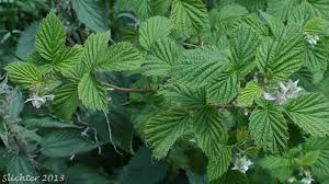 Attēlu rezultāti vaicājumam “Rubus idaeus leaf”