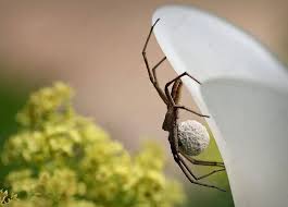 Attēlu rezultāti vaicājumam “Pisaura mirabilis cocoon”