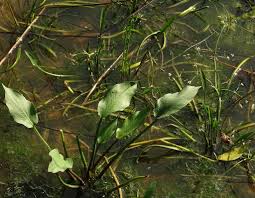 Attēlu rezultāti vaicājumam “Alisma gramineum”