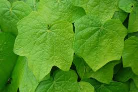 Attēlu rezultāti vaicājumam “Menispermum dauricum leaf”