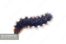 Attēlu rezultāti vaicājumam “Arctia caja larva”